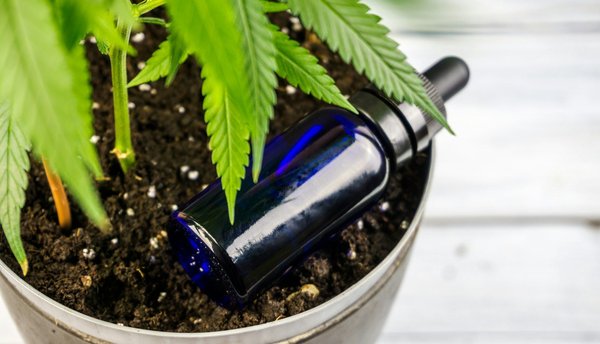 Tout savoir sur le cbd suisse : achat et qualité garanties